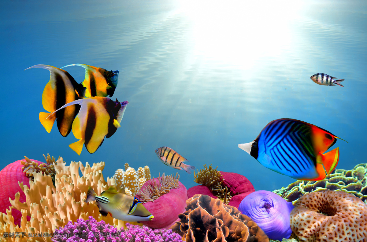 海底世界 珊瑚 鱼儿 海底鱼 小鱼 鱼群 自由 水族馆 海洋 大海 阳光 光线 五颜六色 五彩斑斓 海藻 蔚蓝 珊瑚礁 美景 梦幻 天堂 唯美 仙境 景色 海龟 色彩 彩色 贝壳 海螺 壁纸 景观 海洋生物 生物世界