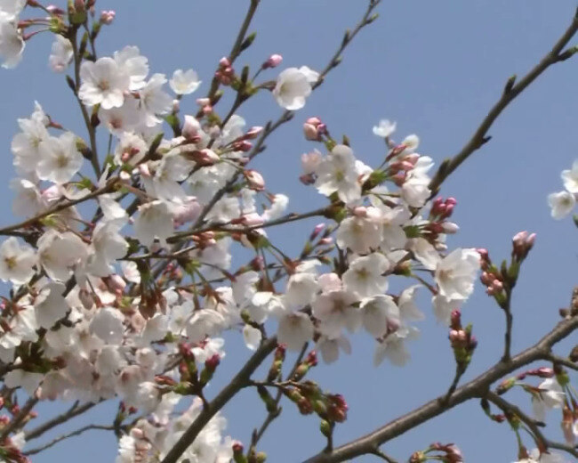 初 开 樱花 特写 日本 视频 视频素材 满 枝 风 摆 满地樱花瓣 wmv 樱花瓣 多媒体视频