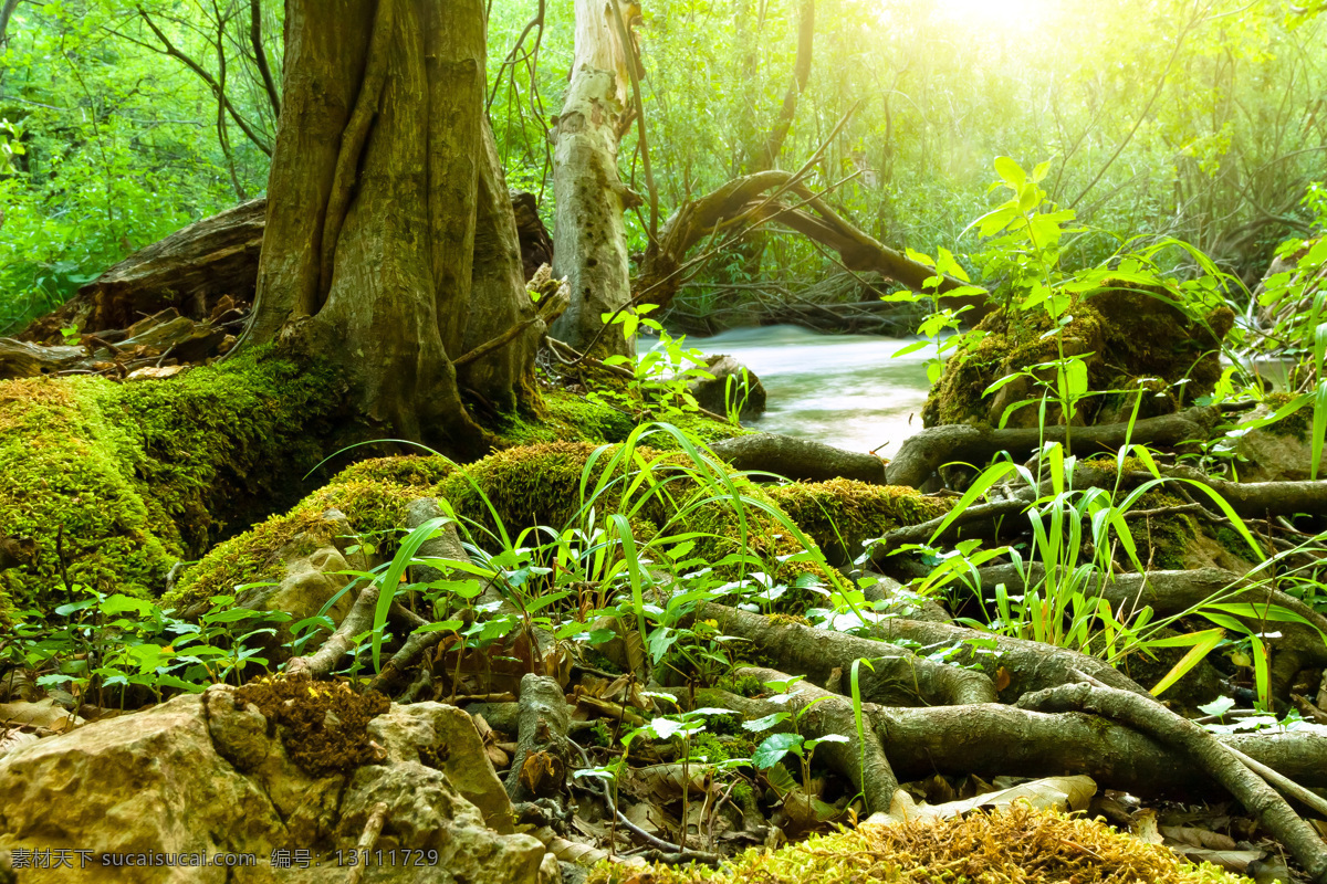 森林 小溪 溪水 河流 梦幻 仙境 树木 树 树枝 美丽树林 森林风景 自然风景 梦幻美景 山水风景 风景图片