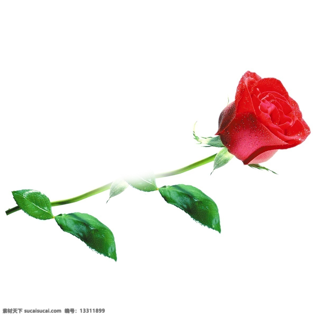 漂亮 玫瑰花 红色 花枝 装饰素材