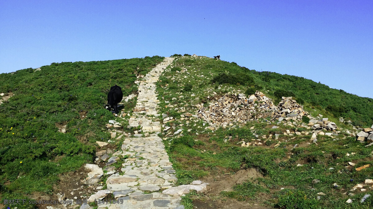 北京 灵山 上 牛 北京灵山 山 石头 山上 牛吃草 石路 旅游摄影 国内旅游