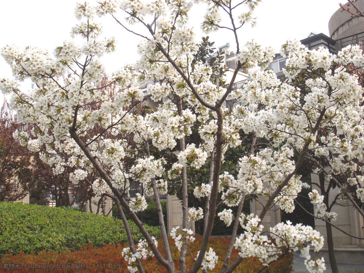 文冠果花 白色花 红色花心 绿叶 建筑 其他树木 花草 生物世界