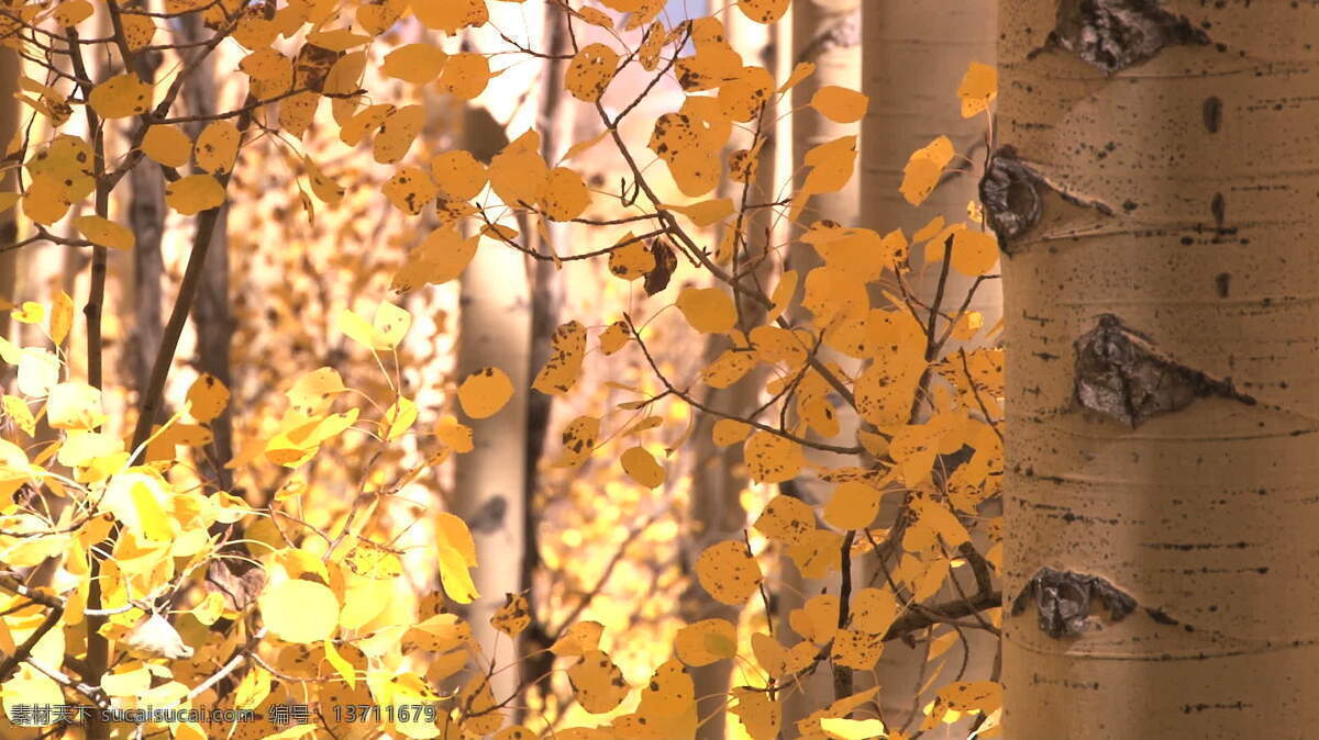 秋天 黄叶 股票 视频 视频免费下载 树 树干 黄色的叶子 白杨 其他视频