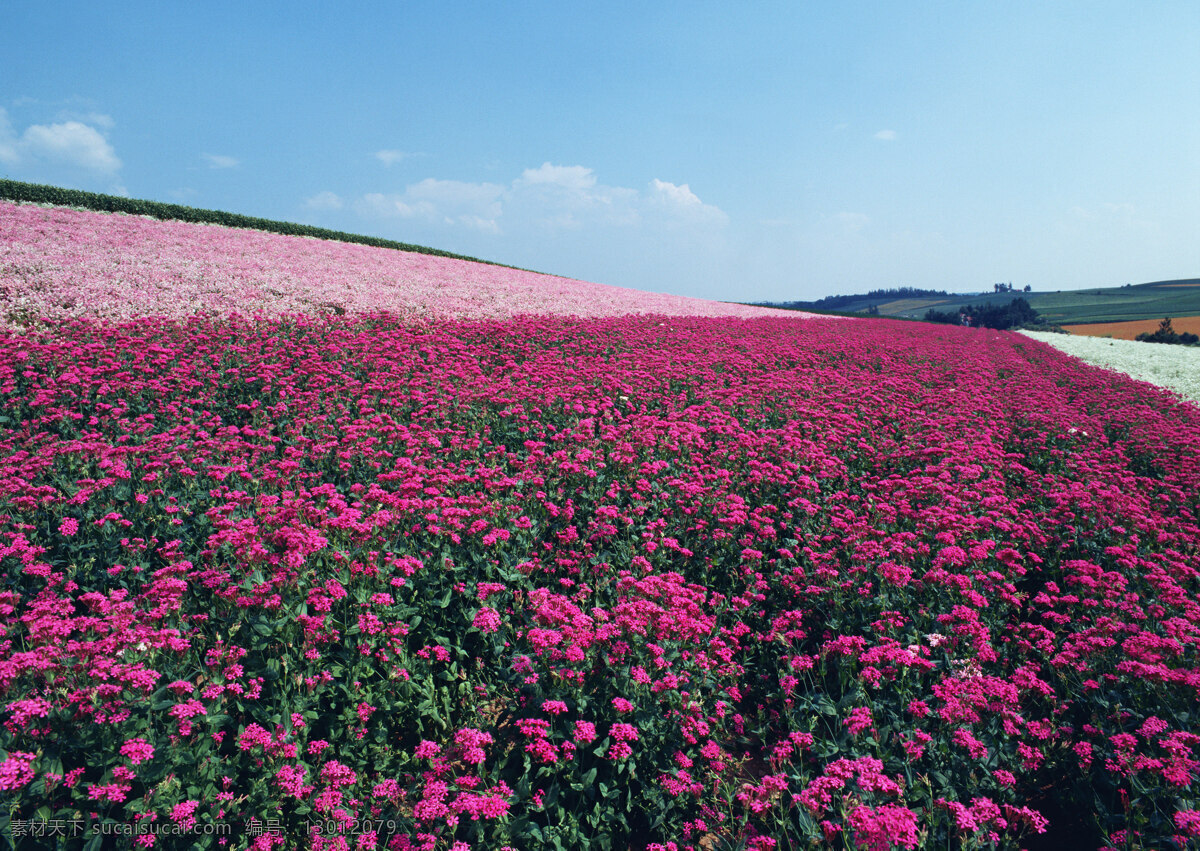 粉色花丛