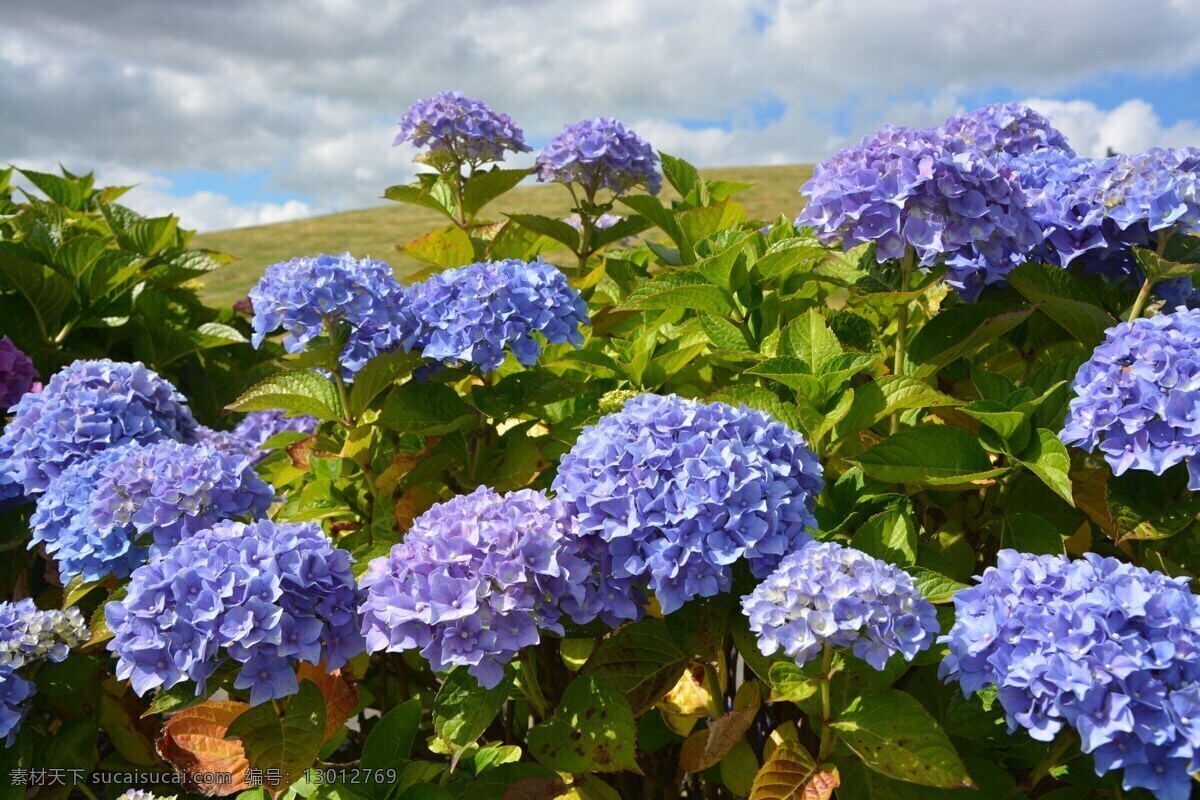 高清 蓝色 绣 球花 绣球花 蓝色绣球花 蓝色花朵 蓝色花 鲜花 花卉 花瓣 花朵 花枝 花叶 叶子 绿叶 花草 植物 生物世界