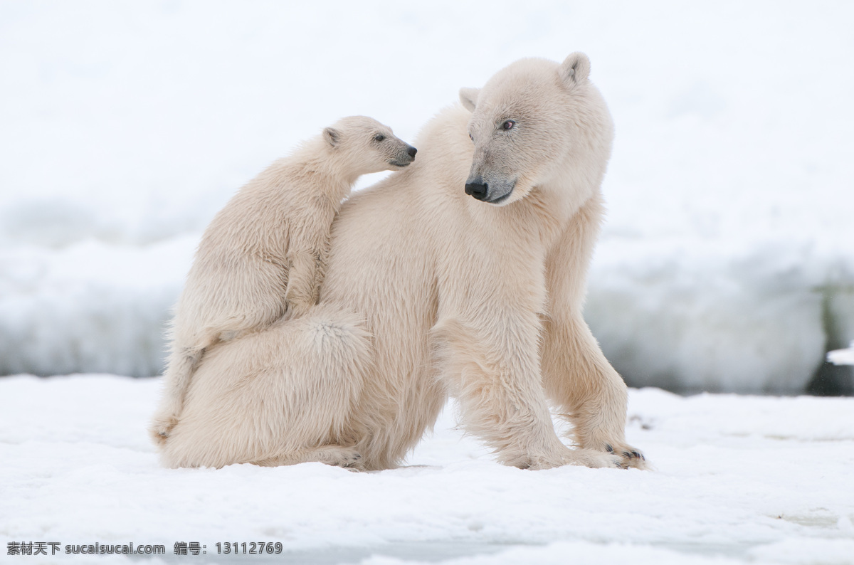 北极熊 白熊 熊 小熊 极地动物 保护动物 可爱动物 野生动物 生物世界