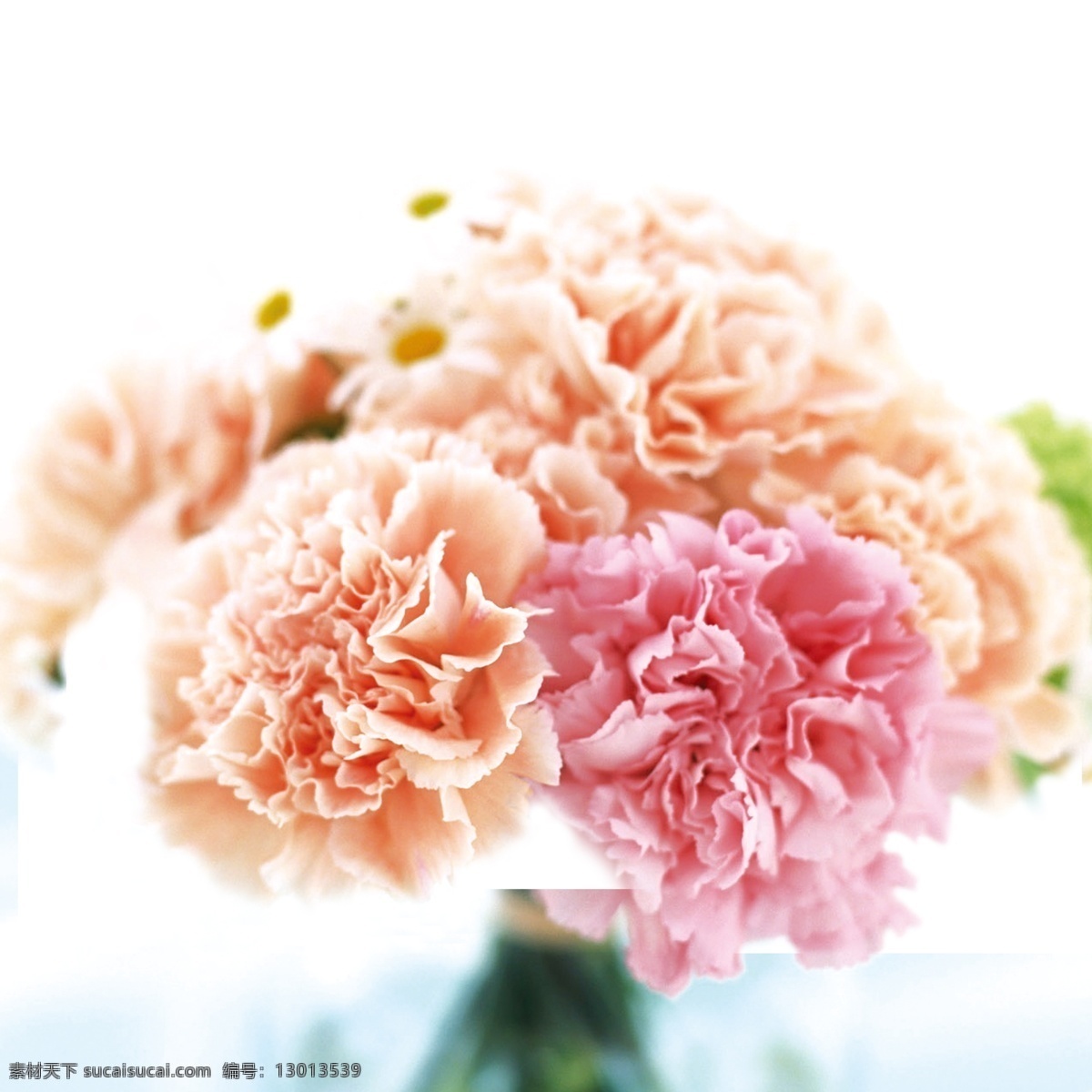 康乃馨 唯美 花 花朵 淡雅广告背景