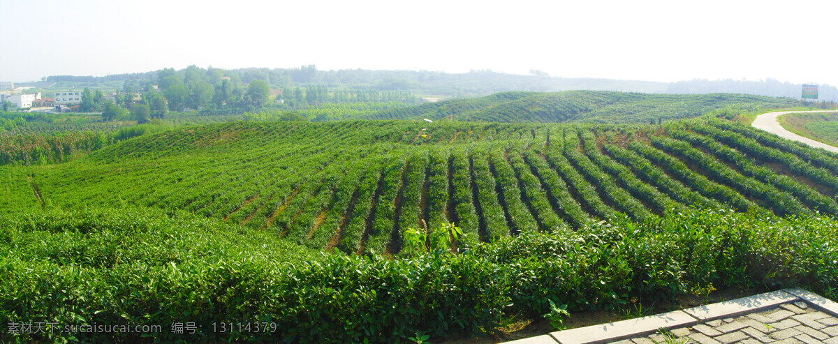 茶素材 茶叶 茶园 茶园风光 茶园风景 绿色 田园风光 茶园实景照片 山峰茶园 农业实景照片 茶园照片 茶园素材 绿色生态茶园 绿色茶园 茶园实景 自然景观 矢量图 日常生活