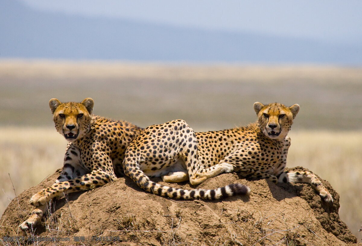 非洲猎豹 非洲豹 猎豹 野生 猛兽 野兽 野生动物 非洲动物 凶猛 保护动物 动物 生物世界