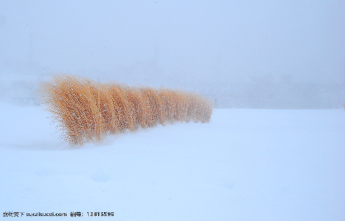 暴风雪 大雪 雪花 枯草 自然景观 自然风景 摄影图库