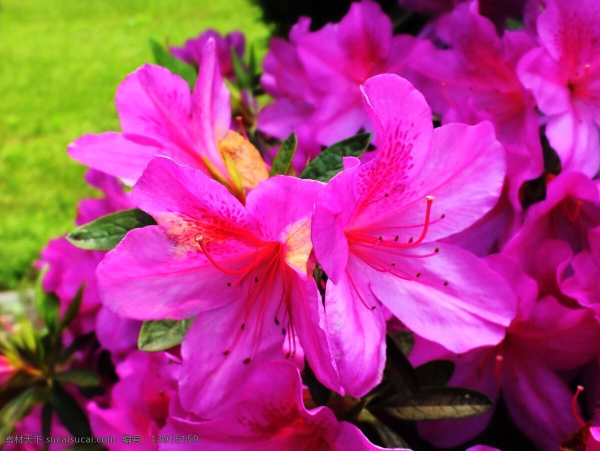 映山红 杜鹃花 花卉 鲜花 植物 微距摄影花卉 生物世界 花草 紫色