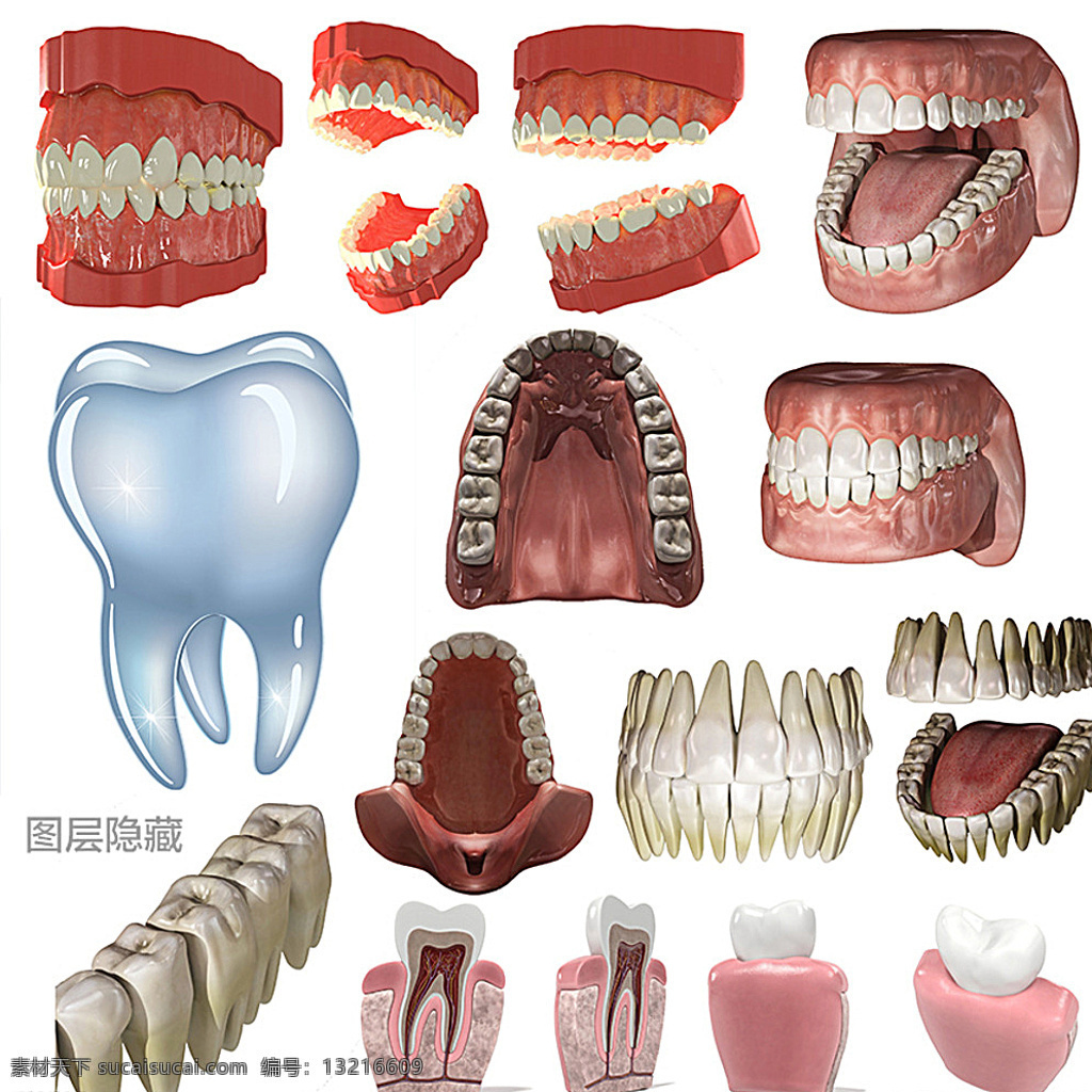 3d牙齿 3d 牙齿 牙科 门牙 犬牙 前臼齿 后臼齿 切齿 犬齿 假牙 牙肉 矢量牙齿 牙根 解剖图 横截面 视图 神经 牙髓 牙磨 舌头 3d物体 分层 白色