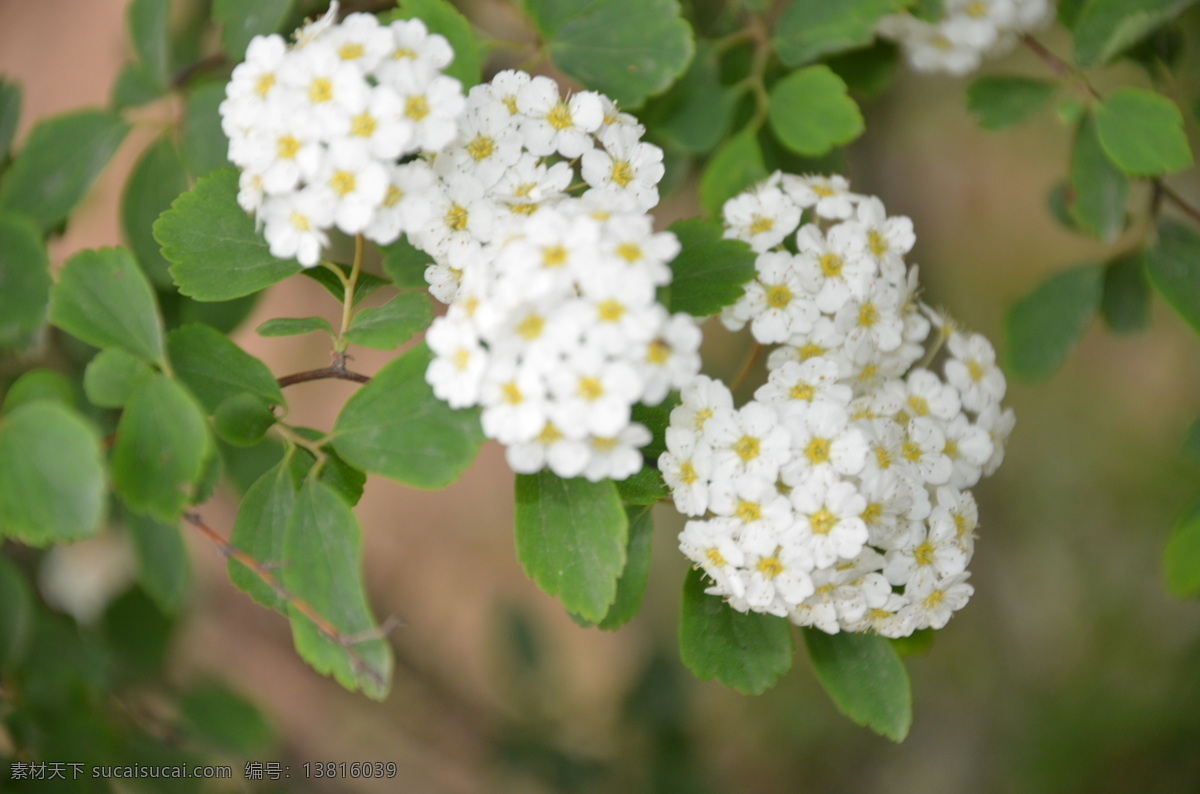 麻叶绣线菊 花卉 麻叶绣球 奥绣线菊 伞形花序 簇生 白色 数枝 花卉系列 花草 生物世界