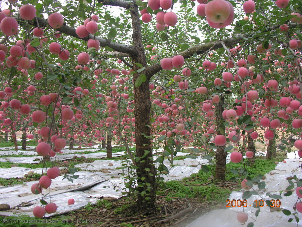 标准化 开心 型 果树 结果 状 标准化果园 开心型果树 苹果树结果 反光膜 摘叶苹果树 水果 生物世界 灰色