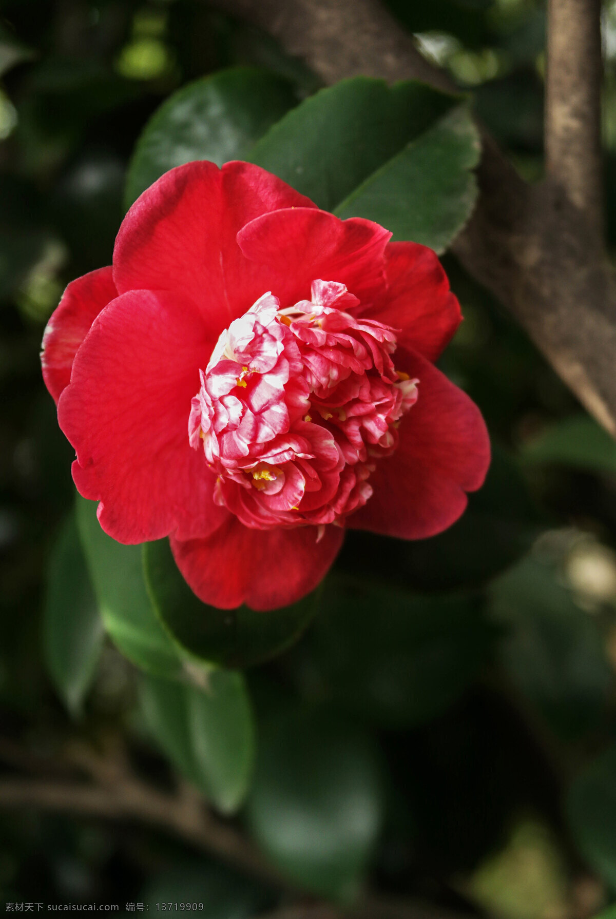 红山茶 红花 山茶花 茶花 绿叶 单瓣茶花 重瓣茶花 白山茶花 生物世界 花草