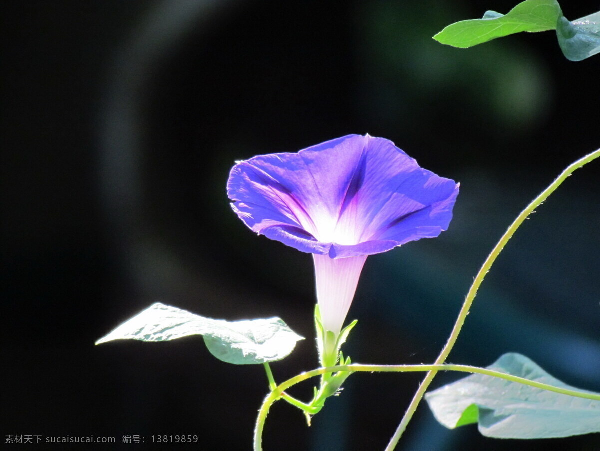 紫色 牵牛花 花蔓 喇叭花 紫花 紫色花朵