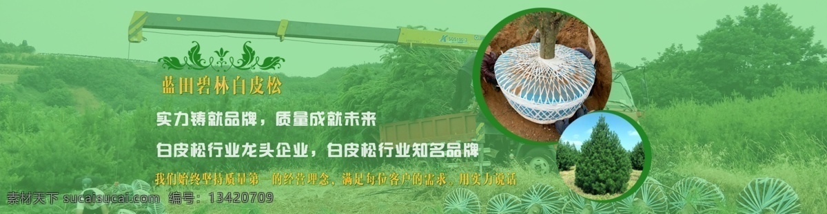 陕西 白皮松 网站 banner 绿色 植物 种植 类 陕西白皮松 分层