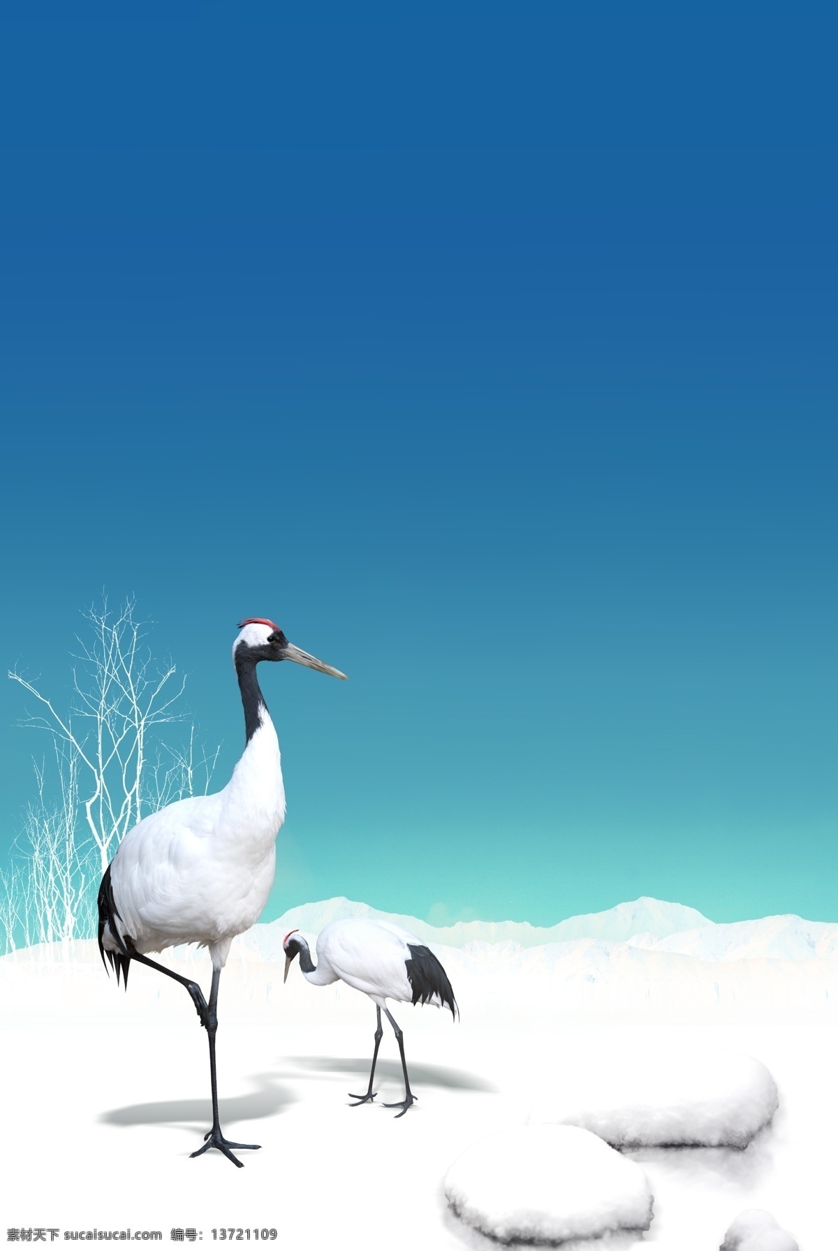 蓝色天空 雪地 背景 丹顶鹤 动物 雪地背景 psd源文件