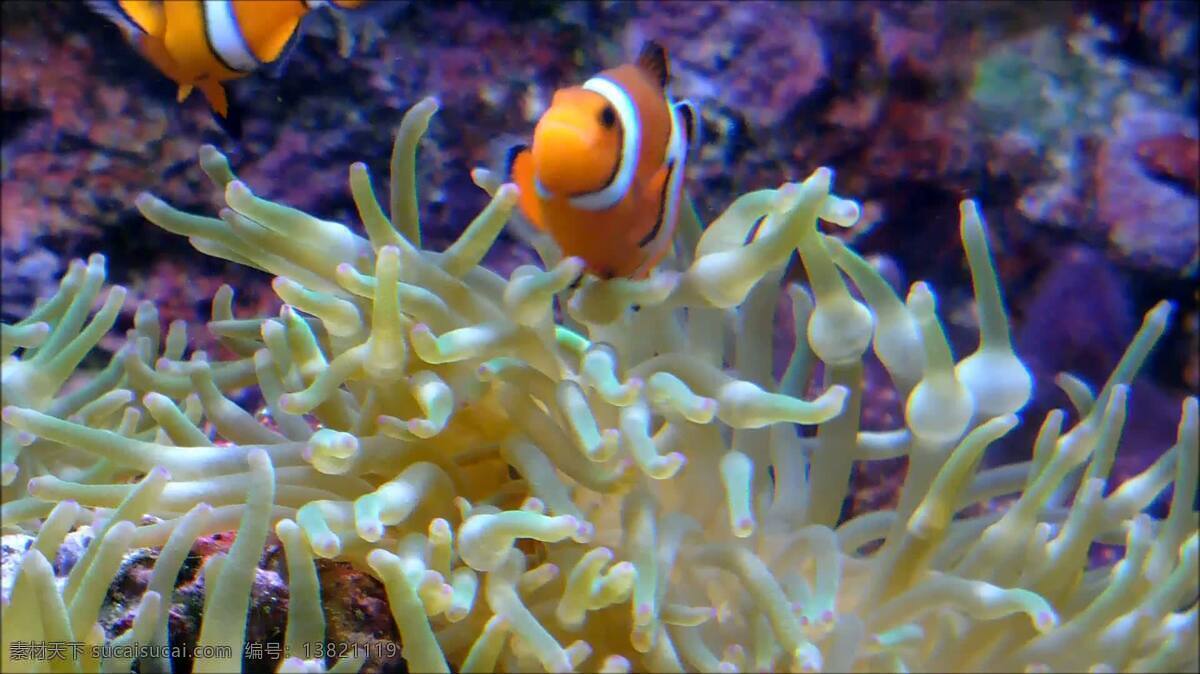 clownfishes 银 莲花 动物 自然 小丑鱼 小丑 鱼 橙色 条纹 暗礁 北回归线 尼莫 荨麻 银莲花 海 水下 共生 一对