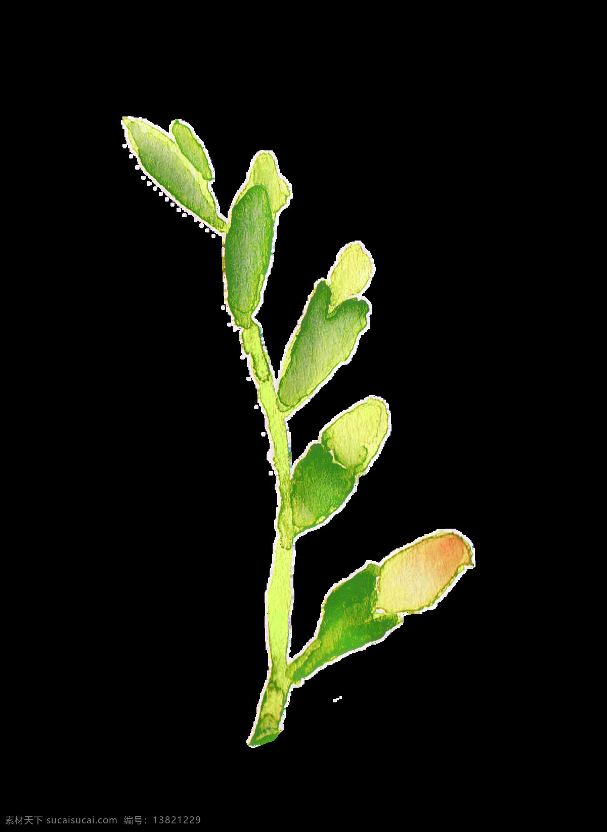 未 绽放 花卉 卡通 透明 装饰 绿色 植物 抠图专用 设计素材