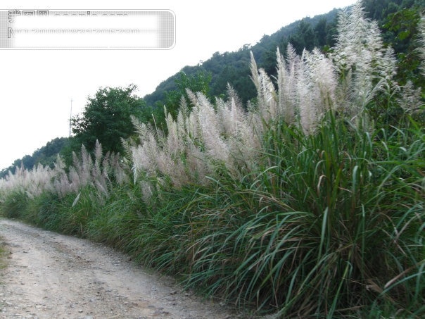 芦苇免费下载 草 杭州 芦苇 路 旅游摄影 绿色植物 山 摄影图 树 富阳 黄公望风景 杭州旅游 风景图片 风景 生活 旅游餐饮