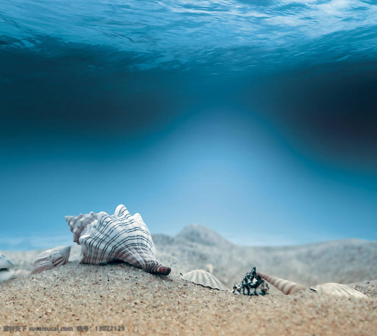 海底贝壳 海底 海螺 贝壳 沙 壁纸 冷色调 简约 唯美 自然景观 自然风景