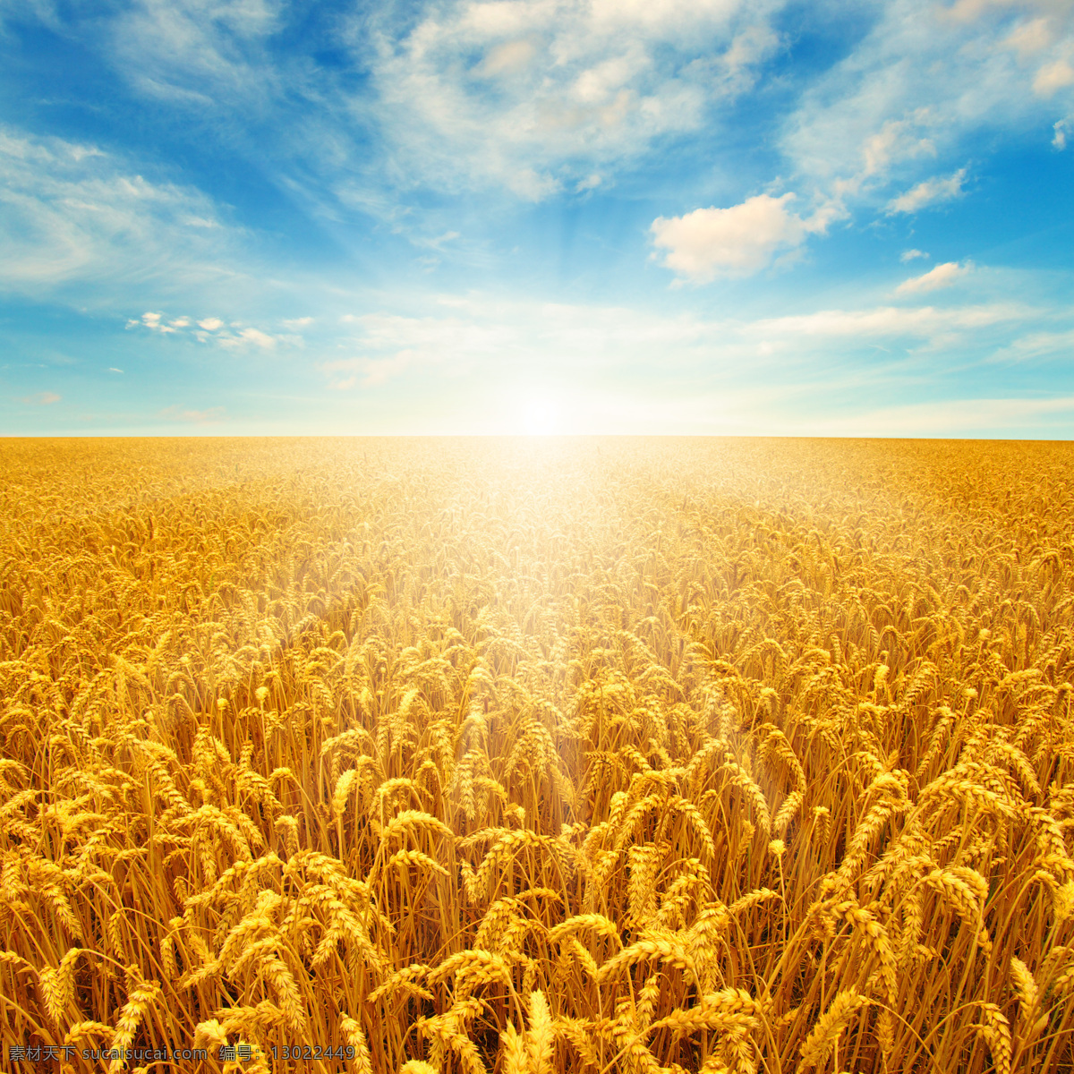 麦田 秋天风光 秋季美景 小麦 麦穗 麦地 美丽景色 自然景观 自然风景