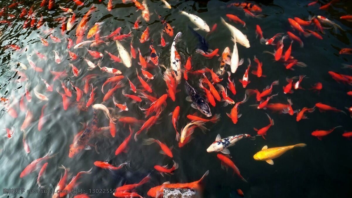 满池金鱼 金鱼 红色 黄色 河水 拍摄 自然景观 田园风光