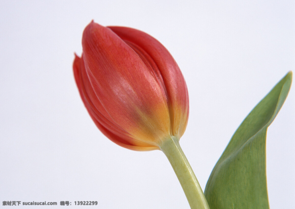 花朵特写