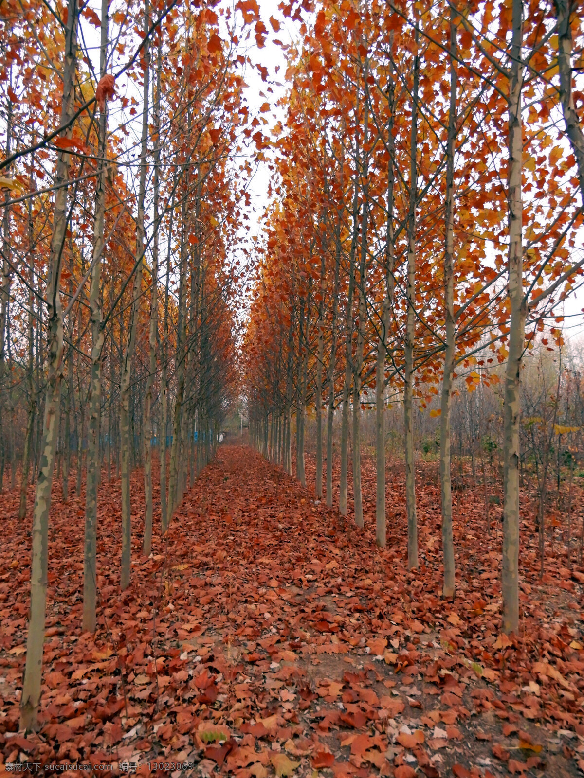 秋天落叶 秋景 秋天 秋季 黄叶 树叶 树木 树林 落叶 生物世界 树木树叶