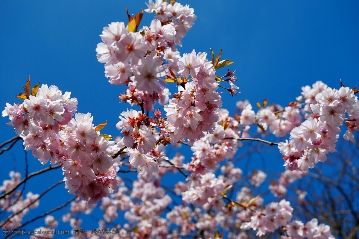 杏花 花 树 杏 花朵 鲜花 盛开 白色 杏树 蓝天 天空 植物 花卉 花草 特写 树枝 文化 春天 生物世界 摄影图片 自然景观 花类 田园风光