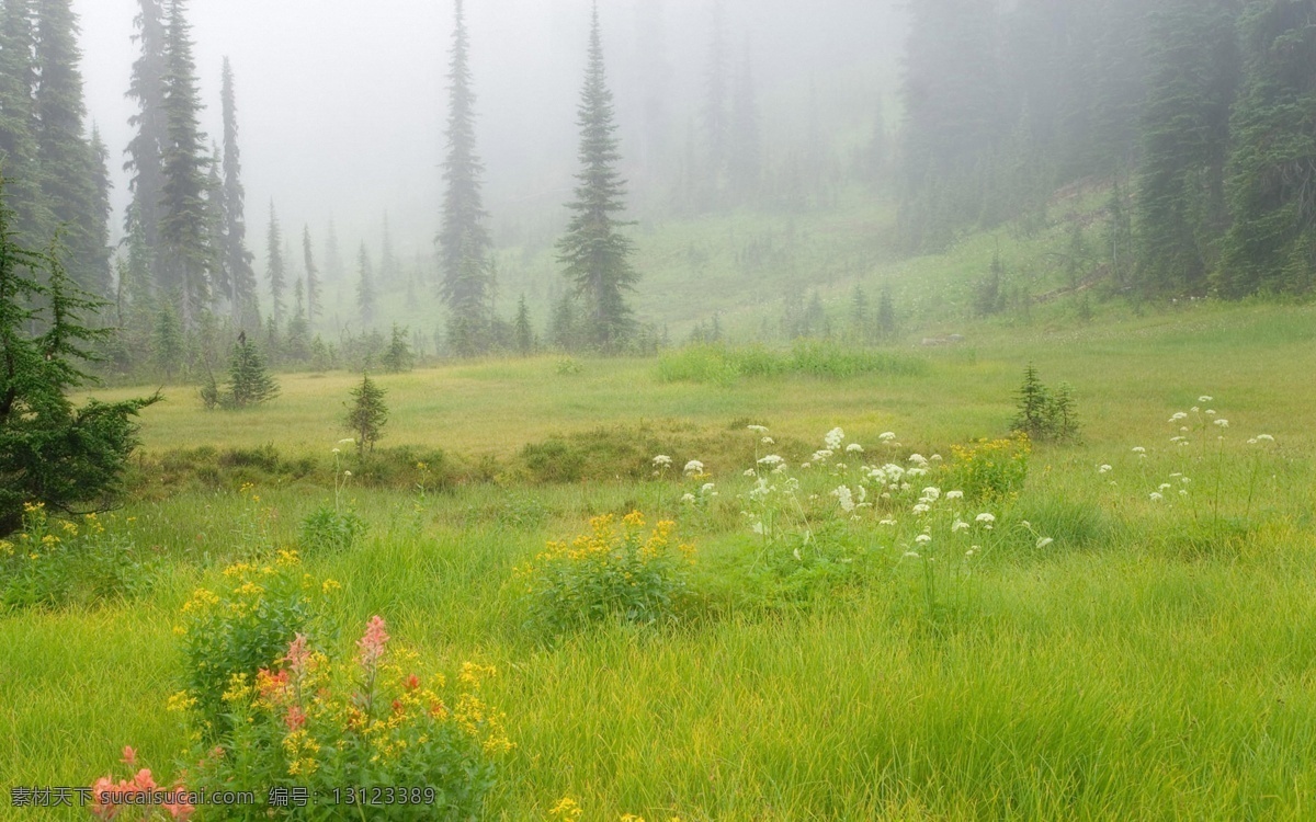 草地 朦胧 树林 美景 花朵 朦胧的树林 树木 山水风景 风景图片