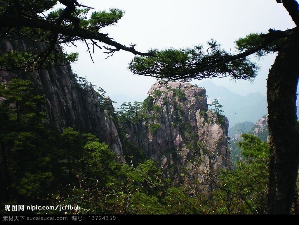 黄山松 安徽 黄山 风景 松树 旅游摄影 国内旅游 小米 摄影图库 300