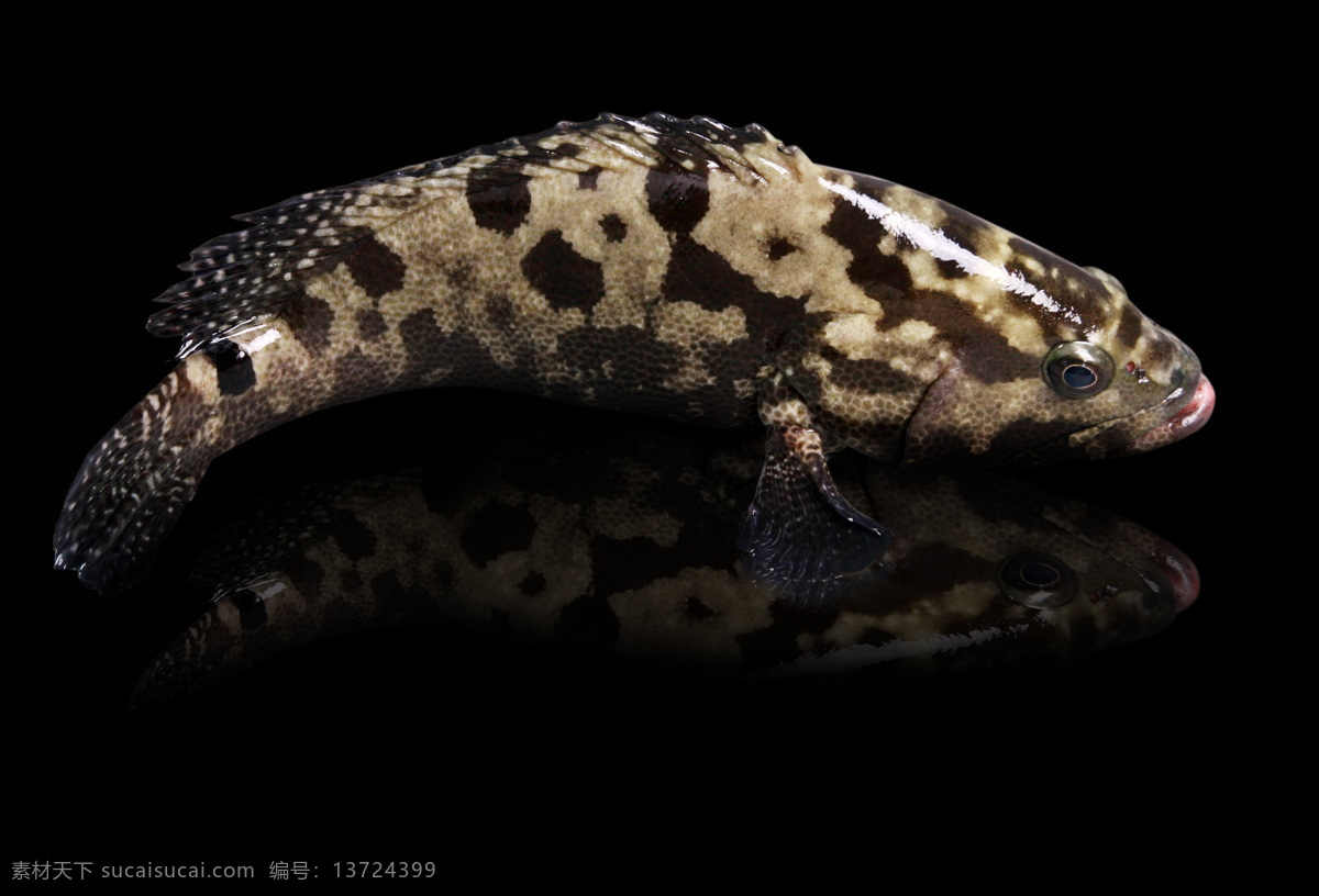 石斑鱼 海洋生物 生物世界