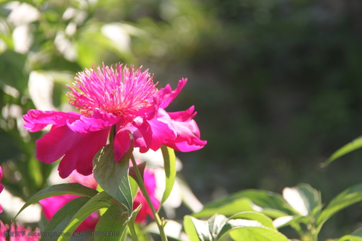 景山公园 芍药 花蕊 花瓣 花卉 生物世界 花草
