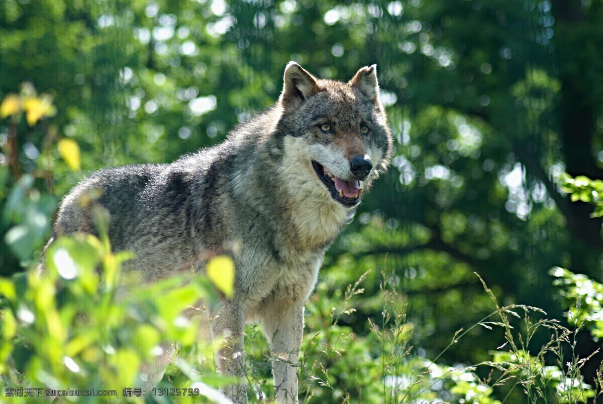 野狼 大灰狼 野兽 猛兽 孤狼 狼群 野生动物 保护动物 生物世界