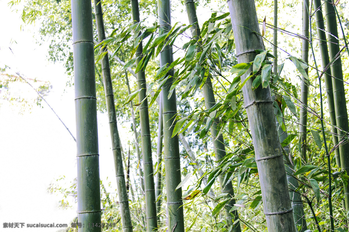 竹林 毛竹 翠竹 竹叶 园林设计 植物 竹园 竹 竹子素材 竹子图片 树木树叶 生物世界