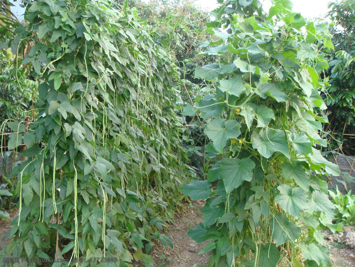 豆角 豆角地 田园风光 自然景观
