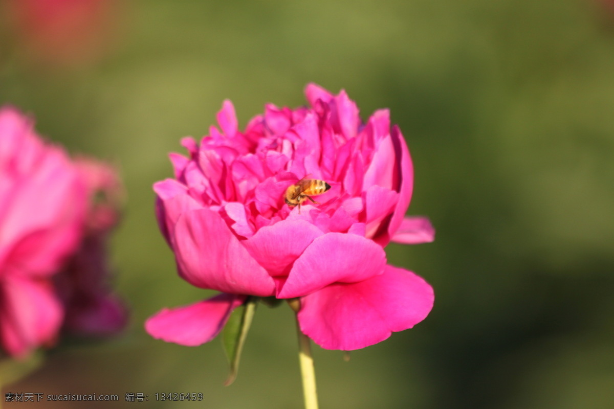 蜜蜂 红花 花朵 昆虫 生物世界 月季花