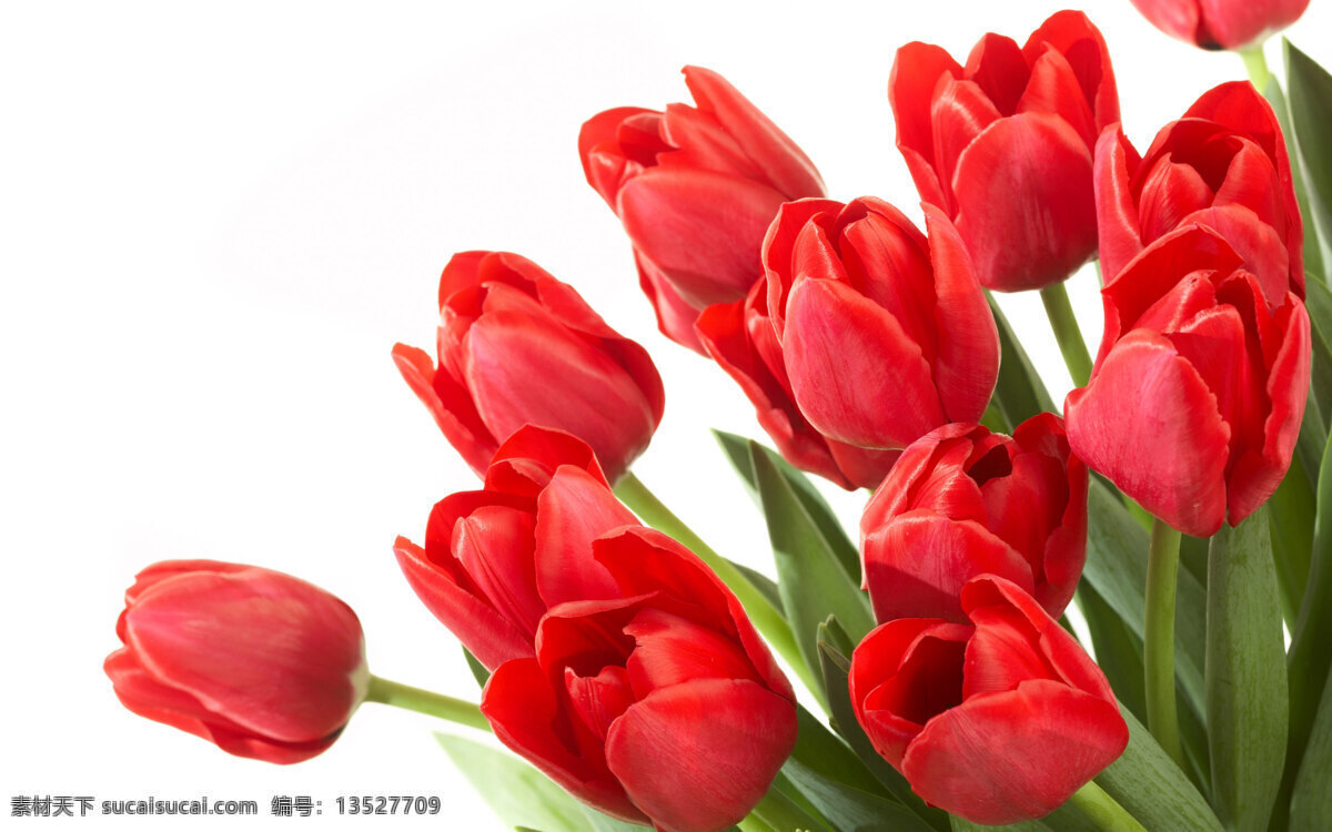 鲜艳 红色 郁金香 花卉 花朵 花草 植物
