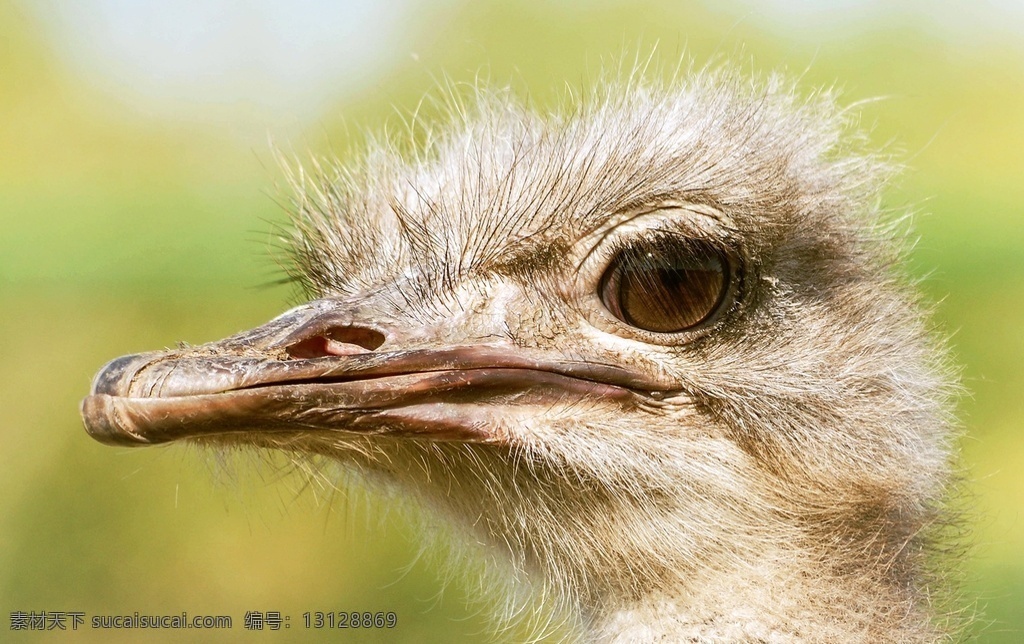 struthio camelus 非洲鸵鸟 鸟类 大型鸟类 野生动物 common ostrich