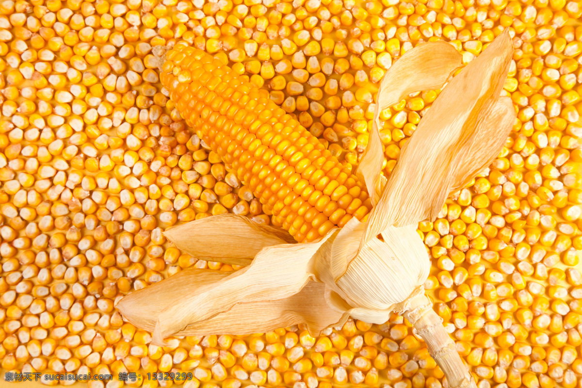 粒 金黄色 玉米 玉米棒子 苞谷 粮食 玉米摄影 水果蔬菜 餐饮美食 食材原料 黄色