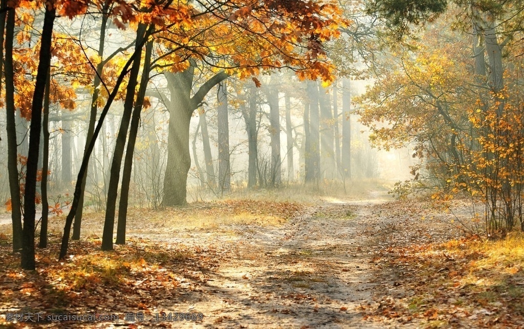 秋景 风景 大树 金秋 植物 自然 秋天风景 树木 风光 阳光 路边大树 乡村秋景 秋色如画 树林 公园秋色 秋色美景 金黄 宜人秋景 秋景落叶 秋树 静谧 枫叶 秋叶 秋日 红叶 景色 枯叶 森林 公园 秋天 黄叶 自然美景 自然风景 自然景观
