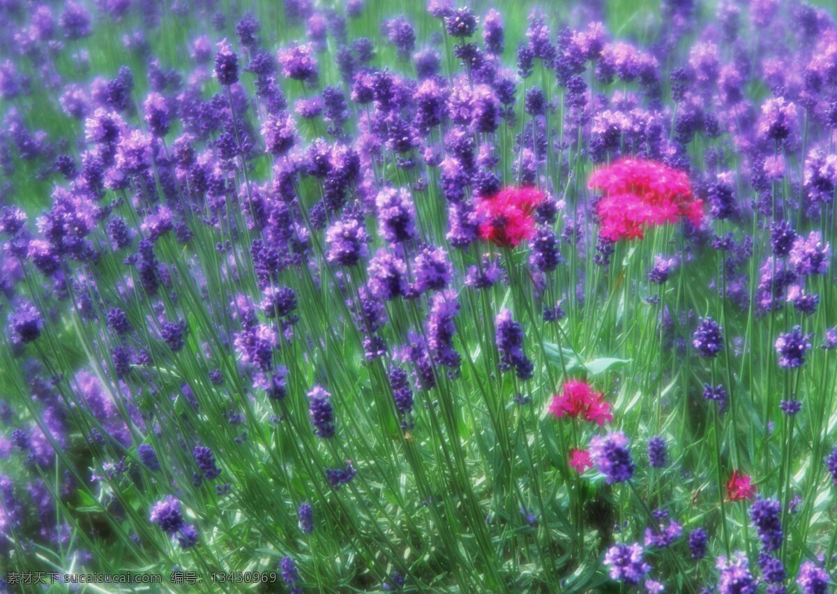 梦幻 紫色 花朵 盛开 开放 鲜艳 野花群 花的海洋 花卉 风景 野花 花海 自然风景 植物 花 花草树木 生物世界