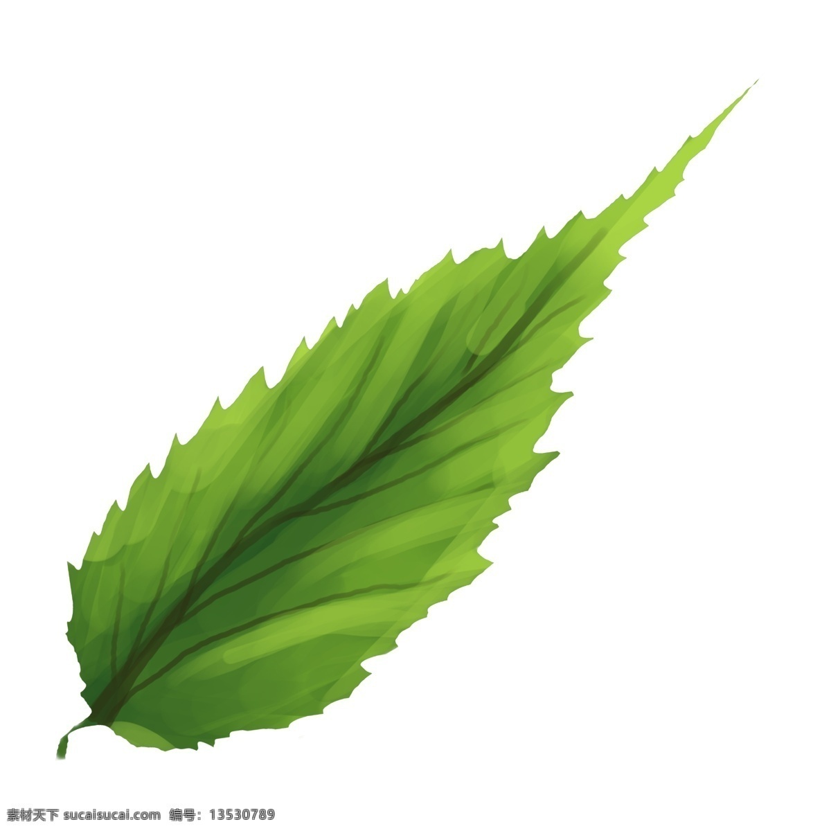 春季 植物 花纹 叶子 一片树叶 春季植物叶子 春天飘落叶片 树叶 绿叶 树叶花纹插画 花纹叶片