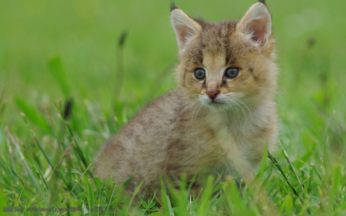 草地 上 可爱 小猫 猫咪 宠物 猫科动物 野生动物 动物世界 陆地动物 生物世界 绿色