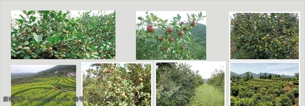 油茶图片 油茶花 油茶果 油茶山 乡村油茶 油茶果树