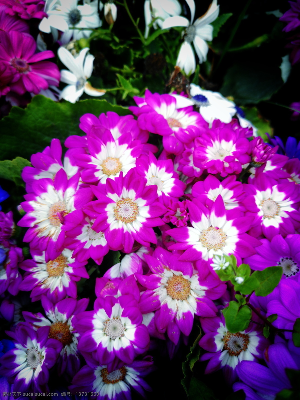 太阳花 花 李花 桃花 樱桃花 樱花 花海 梨花 油菜花 四季花开 红色花 紫色花 蓝色花 摄影作品 自然景观 田园风光
