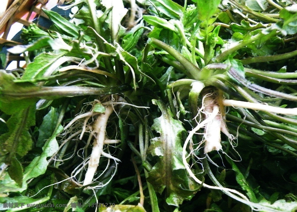 城中 桃李 愁 风雨 春 溪头 荠菜 花 护生草 羊菜 鸡心菜 净肠草 菱角菜 清明菜 香田芥 枕头草 地米菜 鸡脚菜 假水菜 地地菜 烟盒草 农作物 田园风光 自然景观