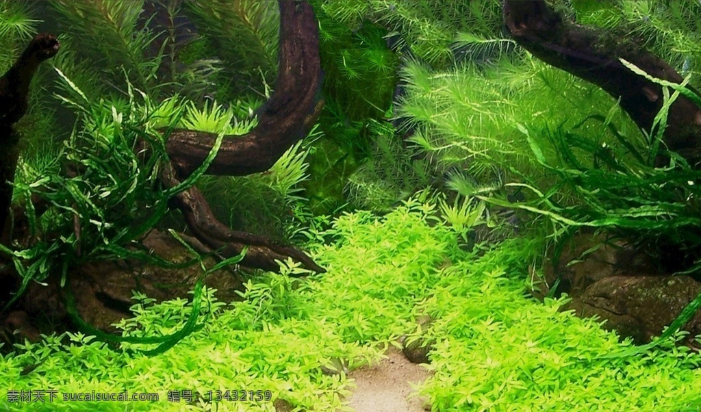 鱼缸造景艺术 高清实景拍摄 背景素材 高清 正胶贴图 鱼缸背景 造景 文化艺术